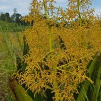 Hanguana anthelminthica (Blume ex Schult. & Schult.f.) Masam.