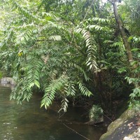 Hortonia angustifolia (Thwaites) Trimen