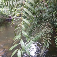 Hortonia angustifolia (Thwaites) Trimen