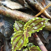 Malaxis discolor (Lindl.) Kuntze