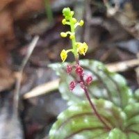 Malaxis discolor (Lindl.) Kuntze