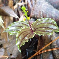 Malaxis discolor (Lindl.) Kuntze