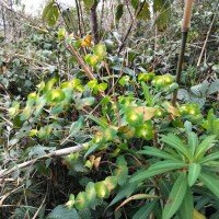 Euphorbia rothiana Spreng.