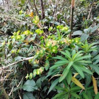 <i>Euphorbia rothiana</i>  Spreng.