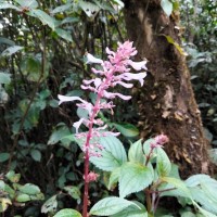 Coleus inflatus Benth.