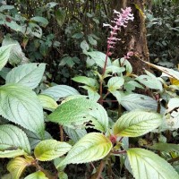 Coleus inflatus Benth.