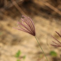 Chloris barbata Sw.