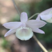 Dendrobium aphyllum (Roxb.) C.E.C.Fisch.