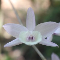 <i>Dendrobium aphyllum</i>  (Roxb.) C.E.C.Fisch.