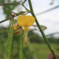 Aeschynomene aspera L.