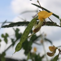 Aeschynomene aspera L.