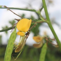 Aeschynomene aspera L.