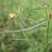 Aeschynomene aspera L.