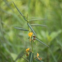 <i>Aeschynomene aspera</i>  L.