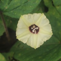 <i>Hewittia malabarica</i>  (L.) Suresh