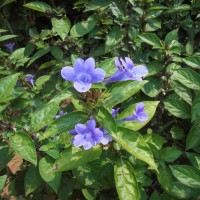 Barleria cristata L.