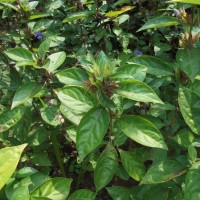 Barleria cristata L.