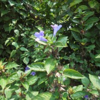 Barleria cristata L.