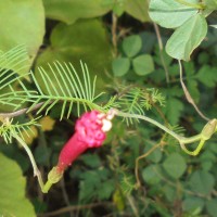 Ipomoea quamoclit L.