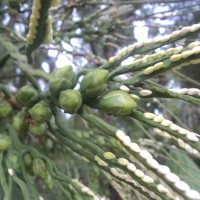 Areca catechu L.