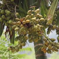 <i>Areca catechu</i>  L.