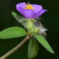 Osbeckia zeylanica L.f.