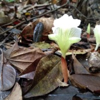 Cyphostigma pulchellum (Thwaites) Benth.