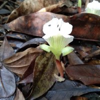 Cyphostigma pulchellum (Thwaites) Benth.