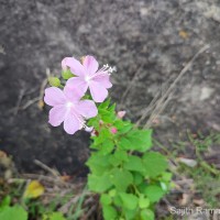 Pavonia fryxelliana Fosberg & Sachet