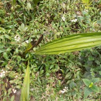 Phaius wallichii Lindl.