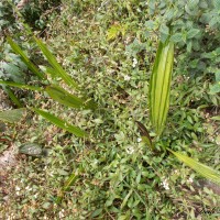 Phaius wallichii Lindl.