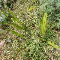 Phaius wallichii Lindl.