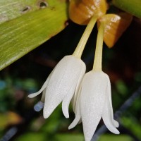 Cylindrolobus lindleyi (Thwaites) Ormerod & C.S.Kumar
