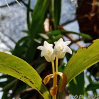 Cylindrolobus lindleyi (Thwaites) Ormerod & C.S.Kumar