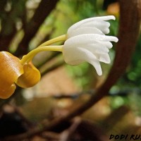 Cylindrolobus lindleyi (Thwaites) Ormerod & C.S.Kumar