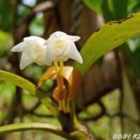 Cylindrolobus lindleyi (Thwaites) Ormerod & C.S.Kumar