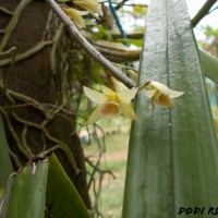 Dendrobium macrostachyum Lindl.