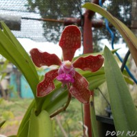 Vanda tessellata (Roxb.) Hook. ex G.Don