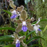 Vanda tessellata (Roxb.) Hook. ex G.Don