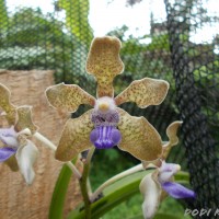 Vanda tessellata (Roxb.) Hook. ex G.Don