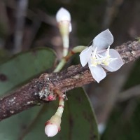 Medinilla maculata Gardner