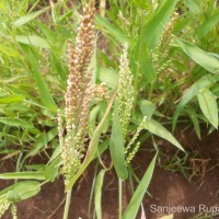 <i>Panicum miliaceum</i>  L.