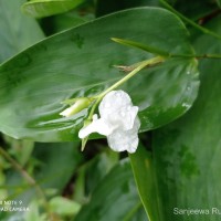 Maranta arundinacea L.