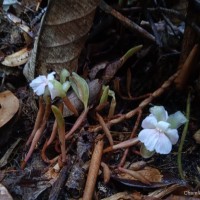 Cyphostigma pulchellum (Thwaites) Benth.