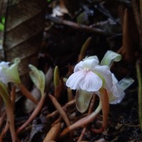 Cyphostigma pulchellum (Thwaites) Benth.