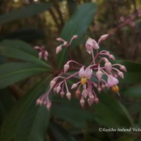 Ardisia rothii A.DC.