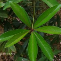 Ardisia rothii A.DC.