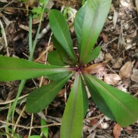 Ardisia rothii A.DC.