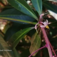 Ardisia rothii A.DC.