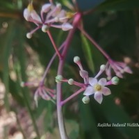 Ardisia rothii A.DC.